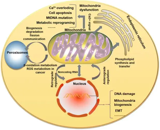 Mitochondria Shown to Help Repair Damaged Neurons