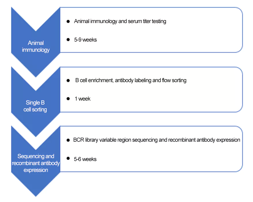 The process of Single B Cell Antibody discovery.webp