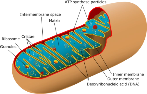 We Do Not Need No Stinking Mitochondria