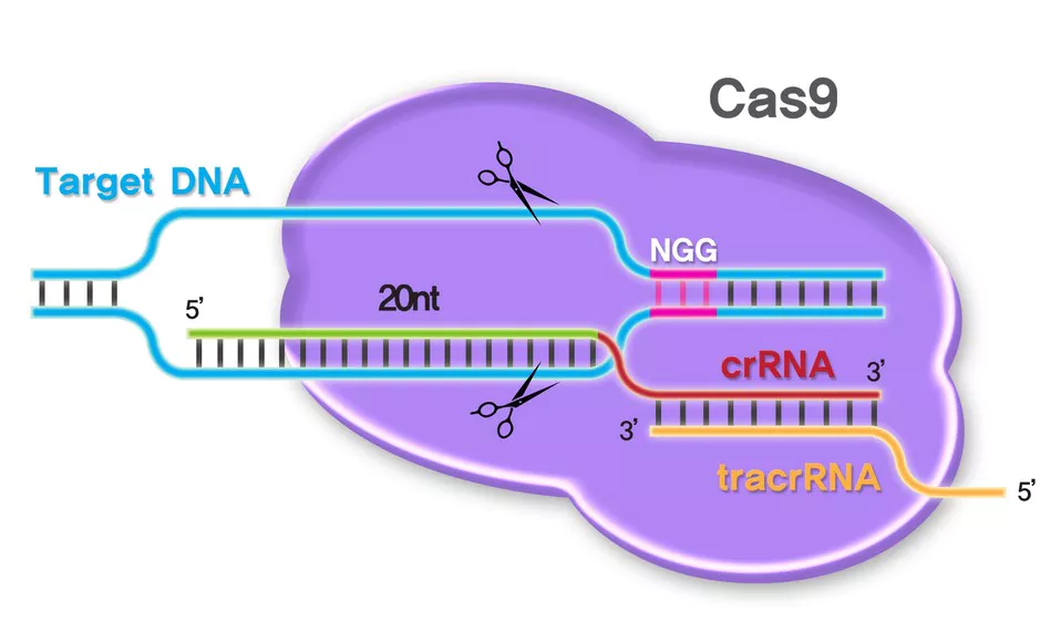 New CRISPR System Targets Both DNA and RNA