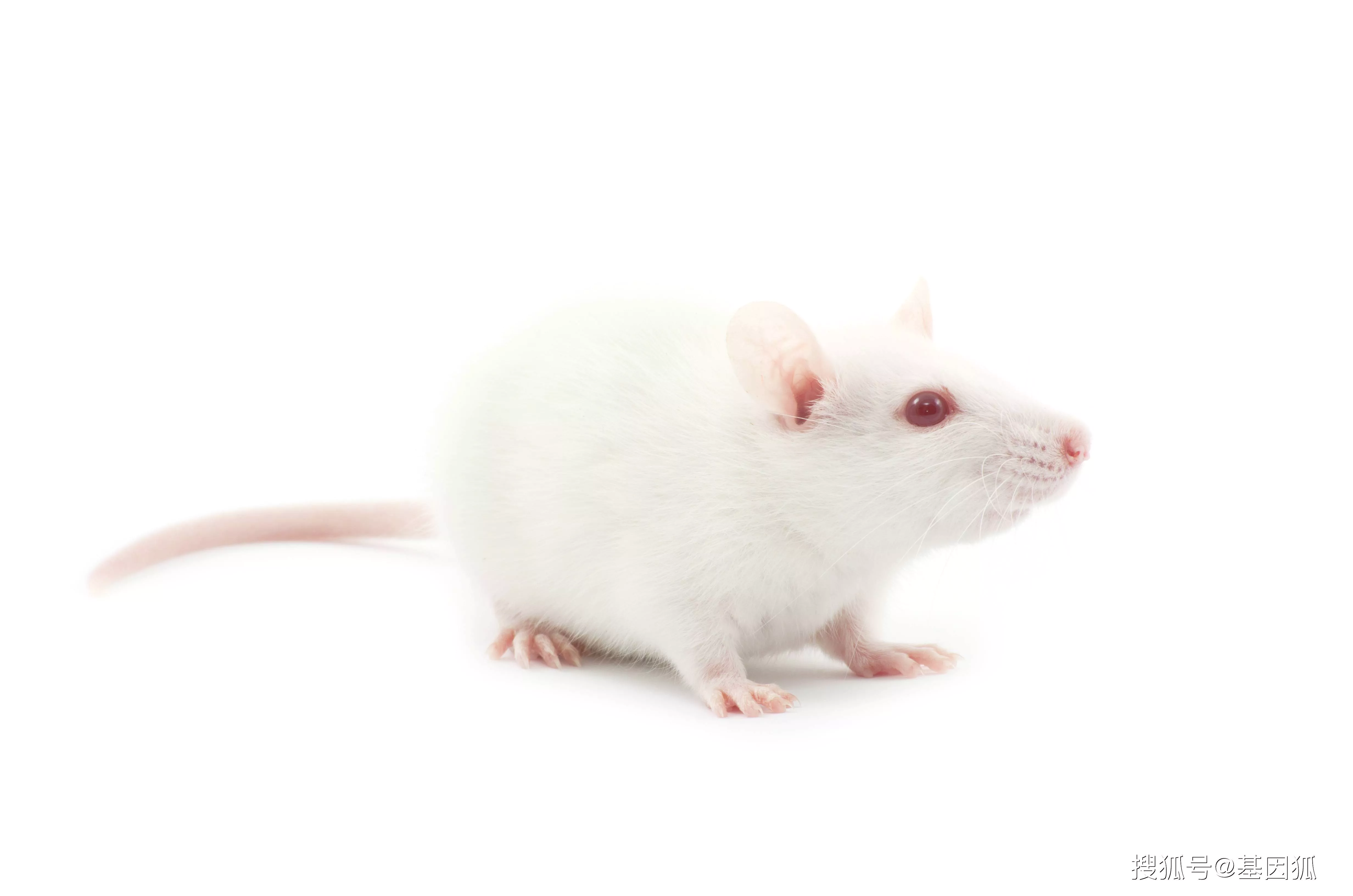 Unique Mouse Model Developed to Study ALS