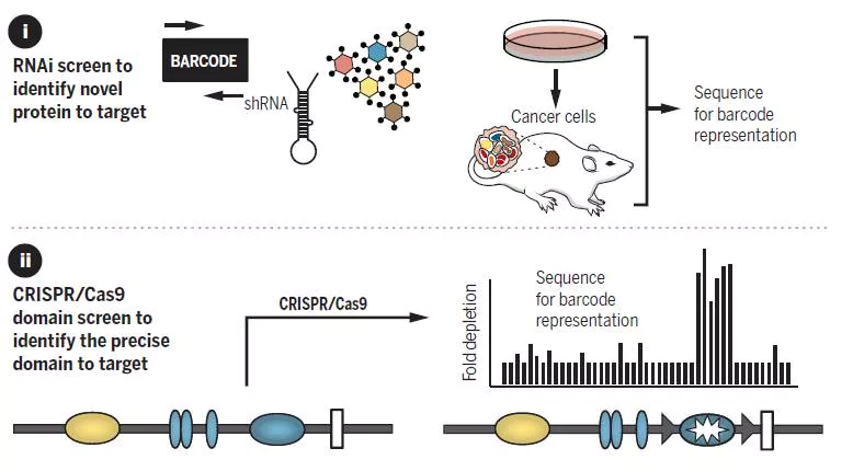 Novel Epigenetic Drug Therapeutics Revealed