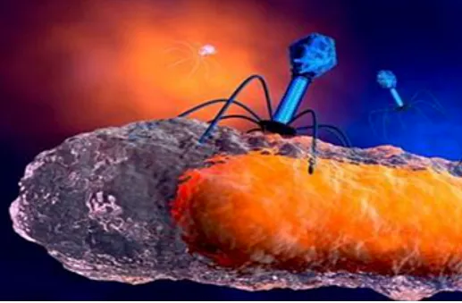 RNA Bacteriophages May Open New Path to Fighting Antibiotic Resistant Infections