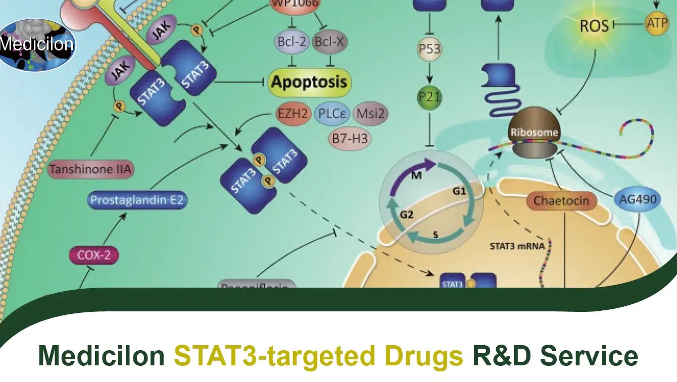 Medicilon STAT3-targeted Drugs R&D Service.webp