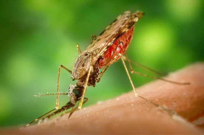 Protein Found in Malaria Could Help Stop Cancer