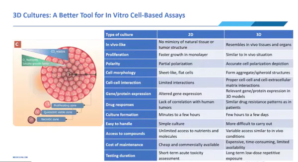 Revolutionizing Drug Toxicity Assessment: Unleashing the Potential of 3D Cultured Spheroids in Preclinical Research