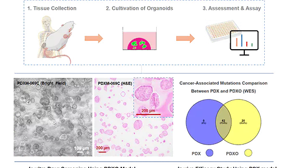 Medicilon's PDXO Models.webp