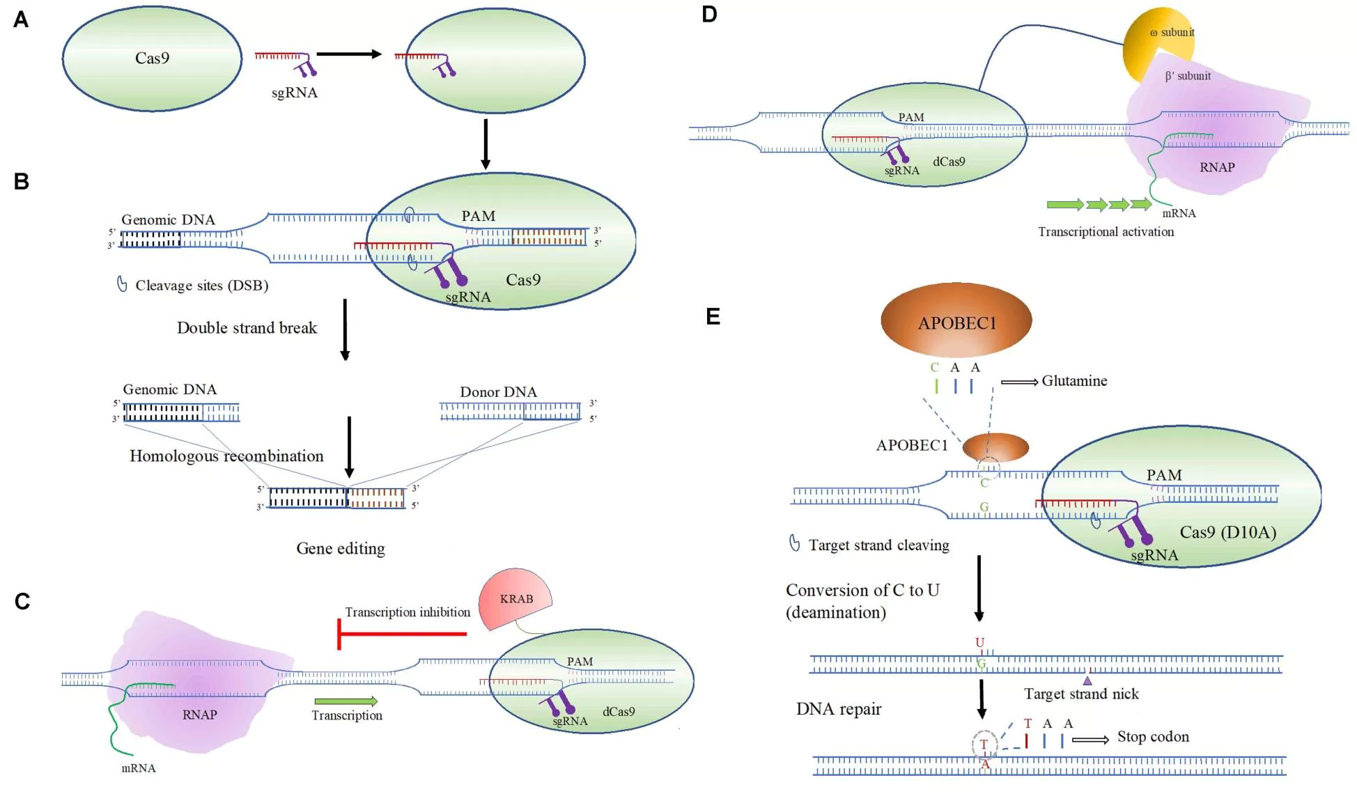 Scientists Use CRISPR to Treat Duchenne Muscular Dystrophy