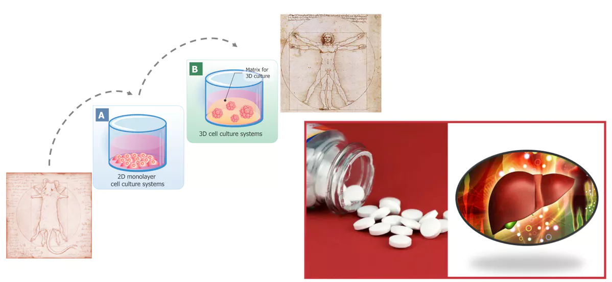 Unlocking the Potential of 3D Cultured HepG2 Spheroids for Liver Toxicity Assessment in Drug Development.webp