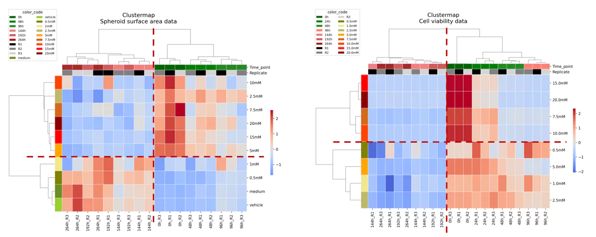 Pattern Shifts in Size and Viability of Long-term Exposed 3D HepG2 Cultures.webp