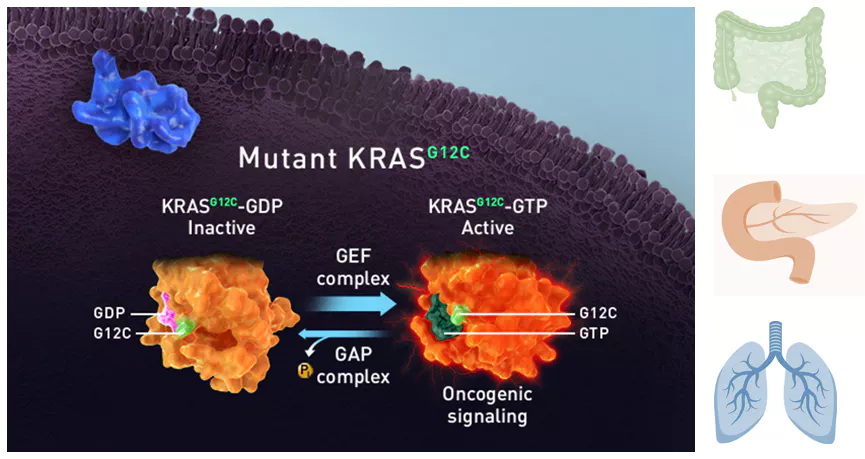 Harnessing the Power of 3D Cultured KRAS Spheroids for Cancer Drug Efficacy Evaluation.webp