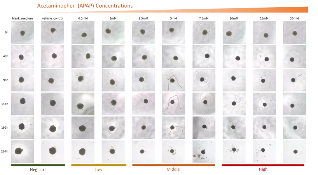 Pattern Shifts in Size and Viability of Long-term Exposed 3D HepG2 Cultures.webp