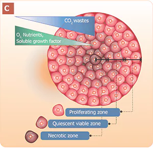 What is 3D Cell Culture.webp