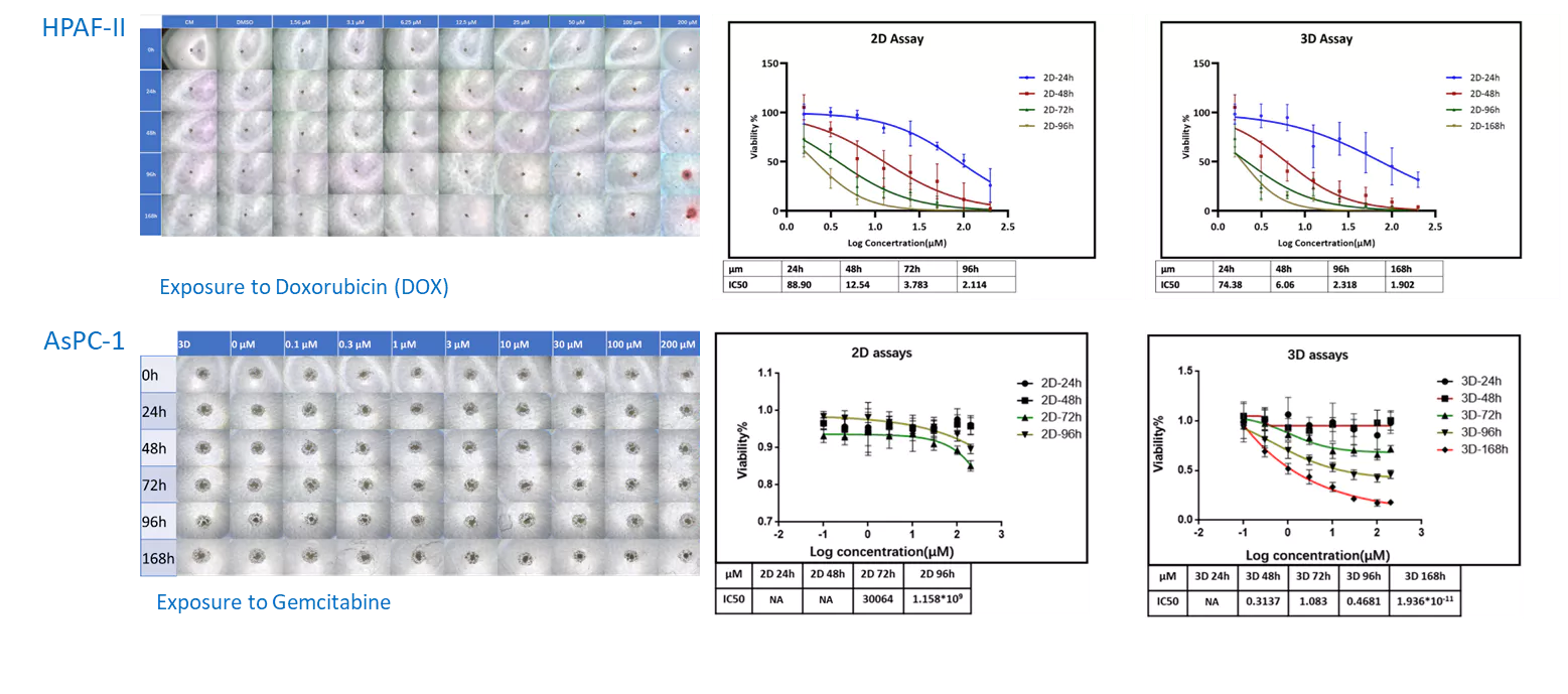 Investigating Drug Effects on In Vitro Pancreatic Cancer Cell Models with G12D KRAS Mutation.webp