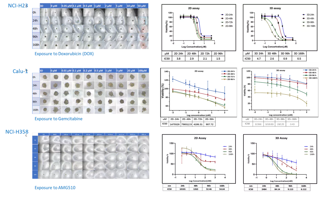 Investigation of Drug Effects on In Vitro NSCLC Cell Models with G12C KRAS Mutations.webp