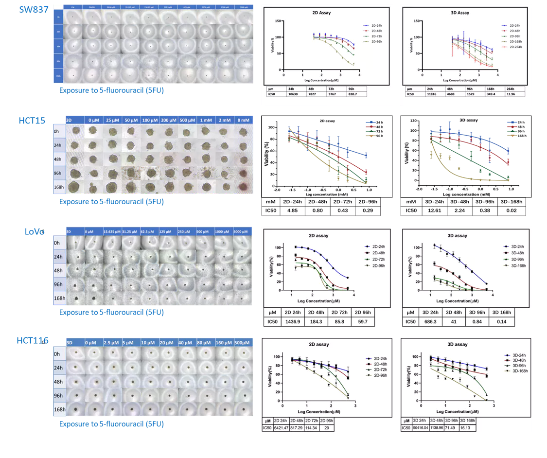 Evaluating the Impact of KRAS Mutations on In Vitro Colon Cell Models Exposed to 5-Fluorouracil.webp