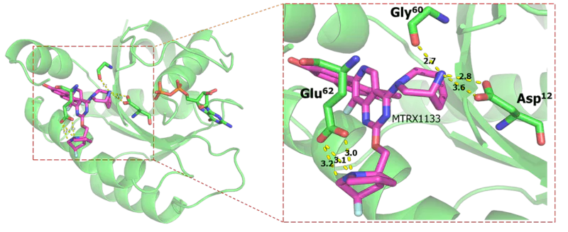 Structure of KRASGI2D co-crystallized with MRTX1133 with GDP-bound.webp