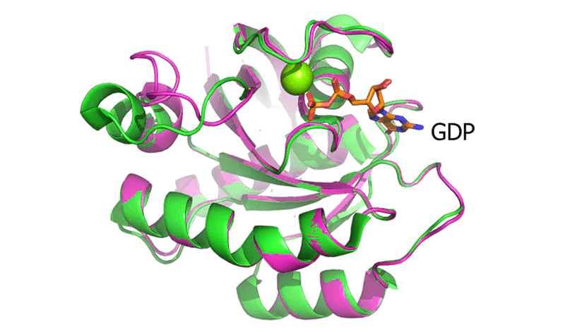 Compare the Structure of KRASG12D with 7RPZ.webp