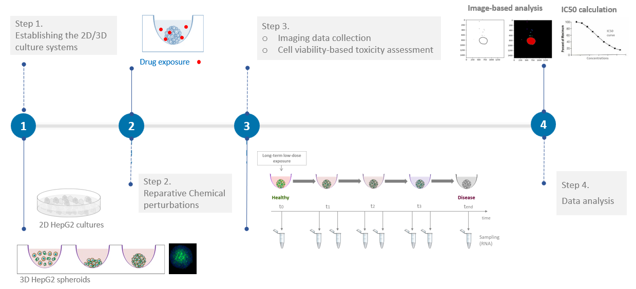 Experimental Workflow: Assessing Acetaminophen-Induced Toxicity Using 2D and 3D Cultured HepG2 Cells