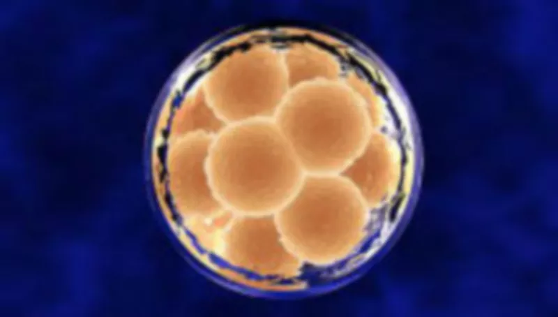 Are Embryonic Stem Cells and Artificial Stem Cells Equivalent?