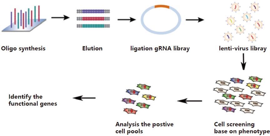 CRISPR Screen Identifies Genetic Modifiers of ALS