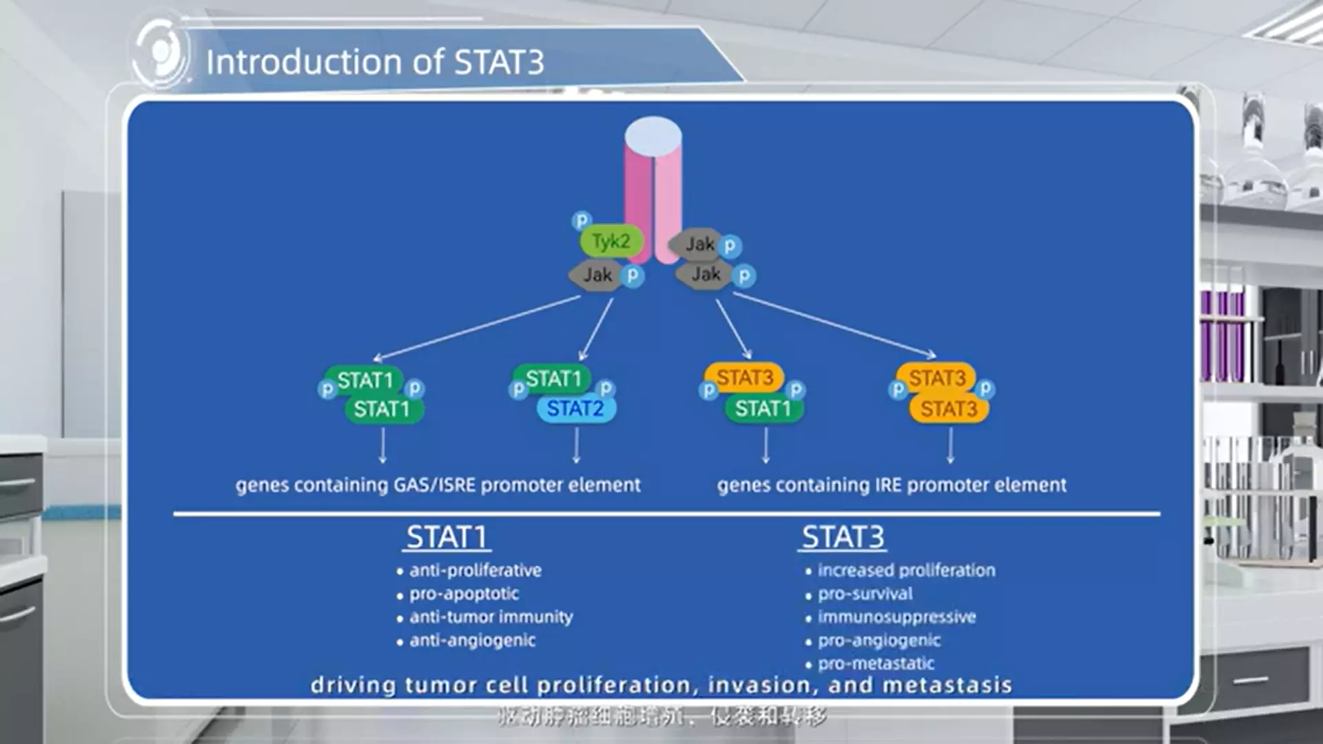 Introduction of STAT3.webp