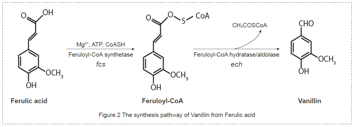 Strategies of STAT3 pathway inhibition.webp