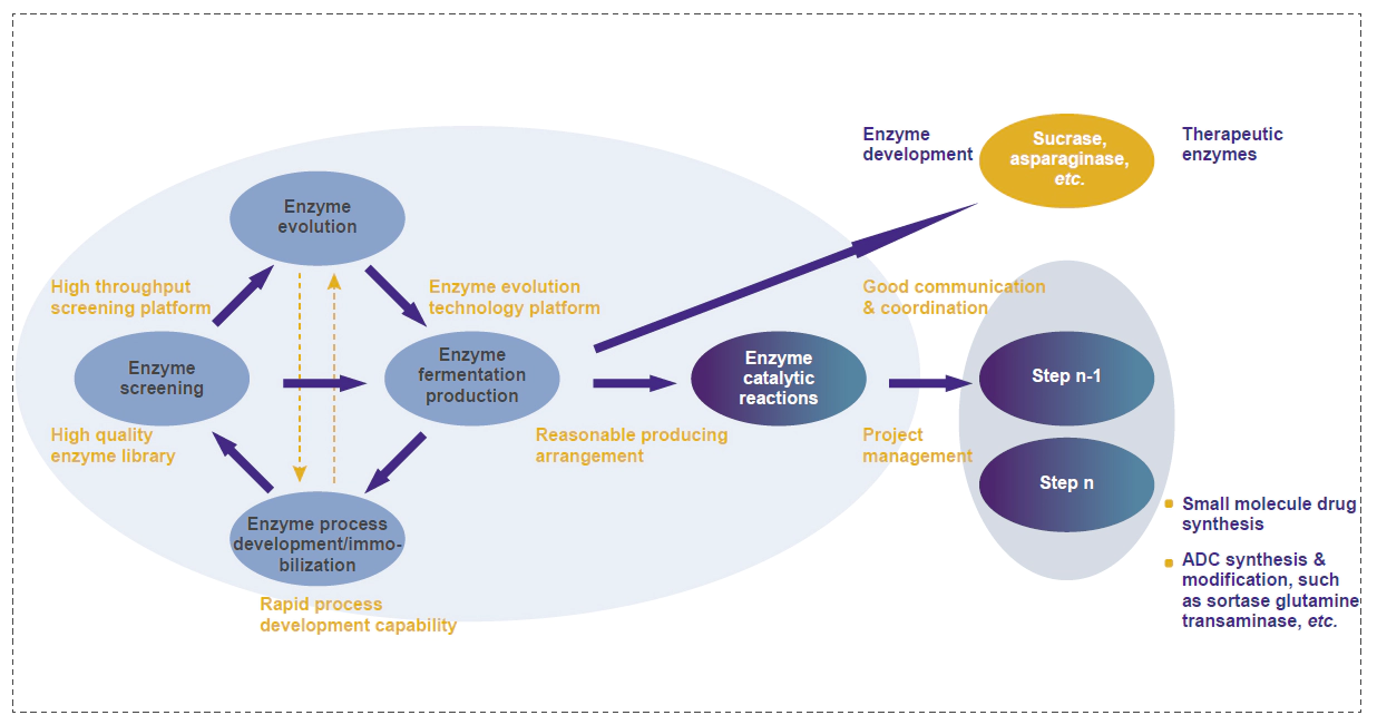 Application of enzymes and Enzyme engineering.webp