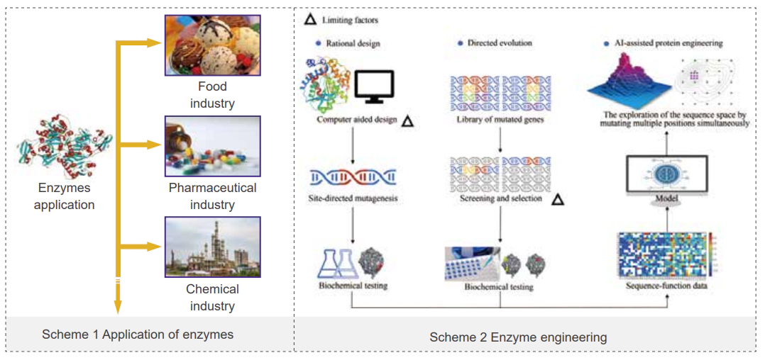 Application of enzymes and Enzyme engineering.webp