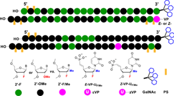 Designing Novel Modified Nucleosides.webp