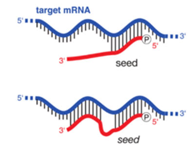 Seed Sequence-Mediated Off-Target Effects.webp