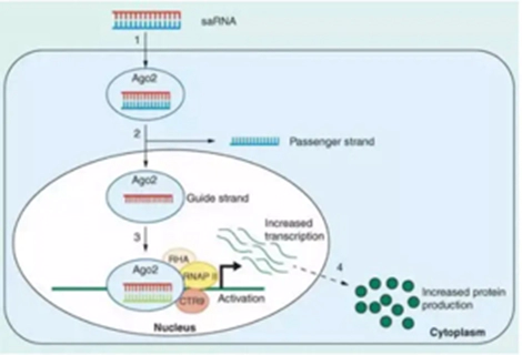 saRNA-Like Transcriptional Activation.webp