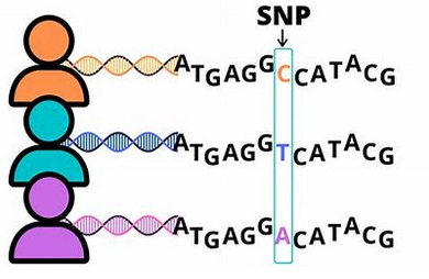 Single Nucleotide Polymorphism (SNP) Analysis.webp