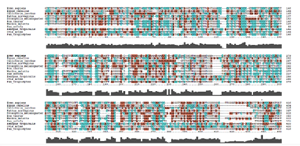  Inter-Species Sequence Homology Analysis.webp