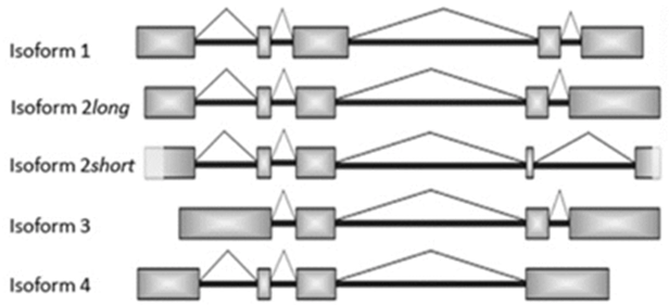 Isomer Analysis.webp