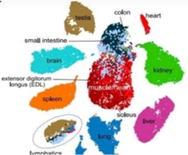 Tissue-Specific Expression Analysis.webp