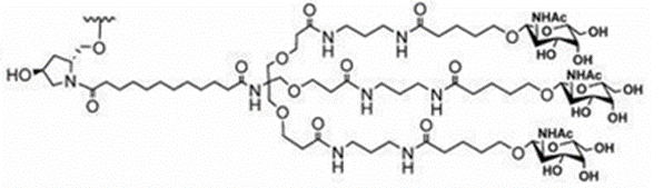 GalNAc targets the ASGPR on hepatocytes and can be absorbed through endocytosis-1.webp