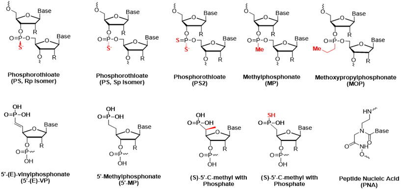 Backbone Modification.webp