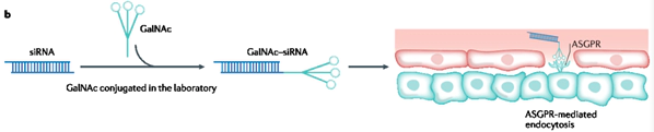 GalNAc targets the ASGPR on hepatocytes and can be absorbed through endocytosis.webp