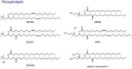 Phospholipid.webp