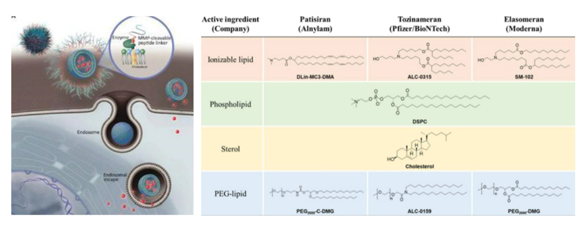 Synthesis of 1500<sup>+</sup> lipid nanoparticles.webp