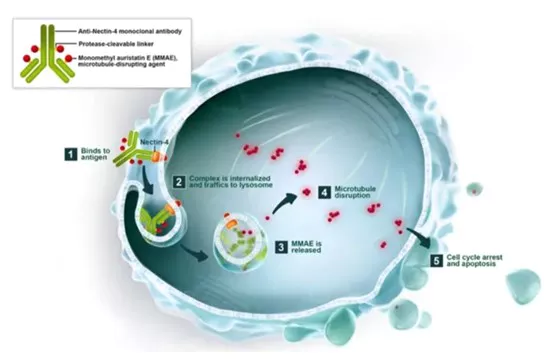 Mechanism of Action of Enfortumab Vedotin (Image Source: Seagen website).webp