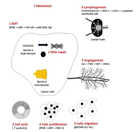 Nectin-4 is involved in tumorigenesis and metabolic mechanisms (Source: Wafa Bouleftour et al., 2023).webp