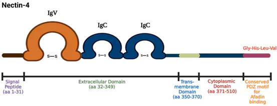 Nectin-4 Structure (Image Source: Nature Drug Discovery).webp