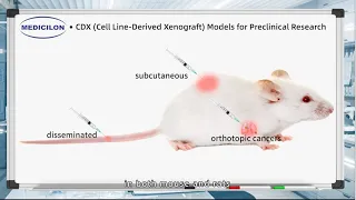 Cell Line Derived Xenograft (CDX) Models for Preclinical Research