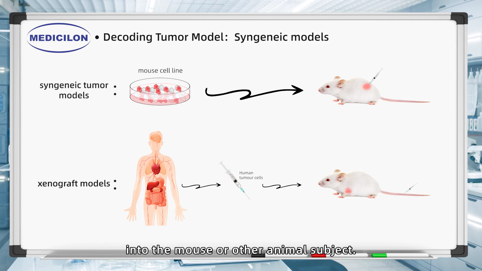 Decoding Tumor Model：Syngeneic Models