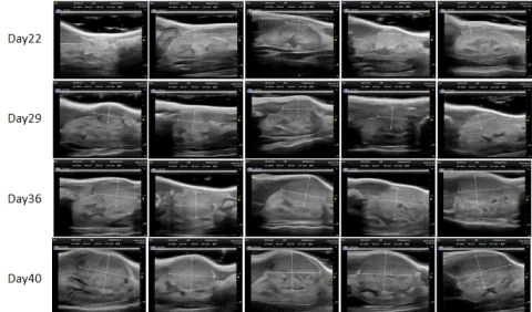 Orthotopic Kidney Cancer PDXM-303R.webp