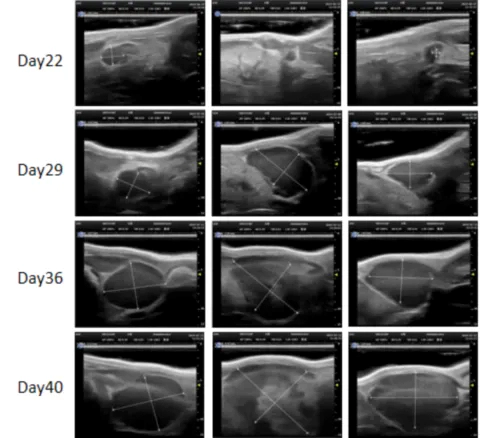 2- Orthotopic Ovarian Cancer PDXM-271O.webp