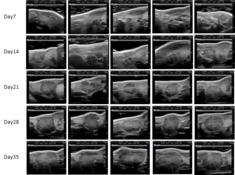 2. Orthotopic Pancreatic Cancer PDXM-222Pa.webp