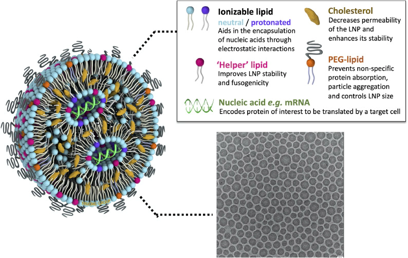 Liposomes types.webp